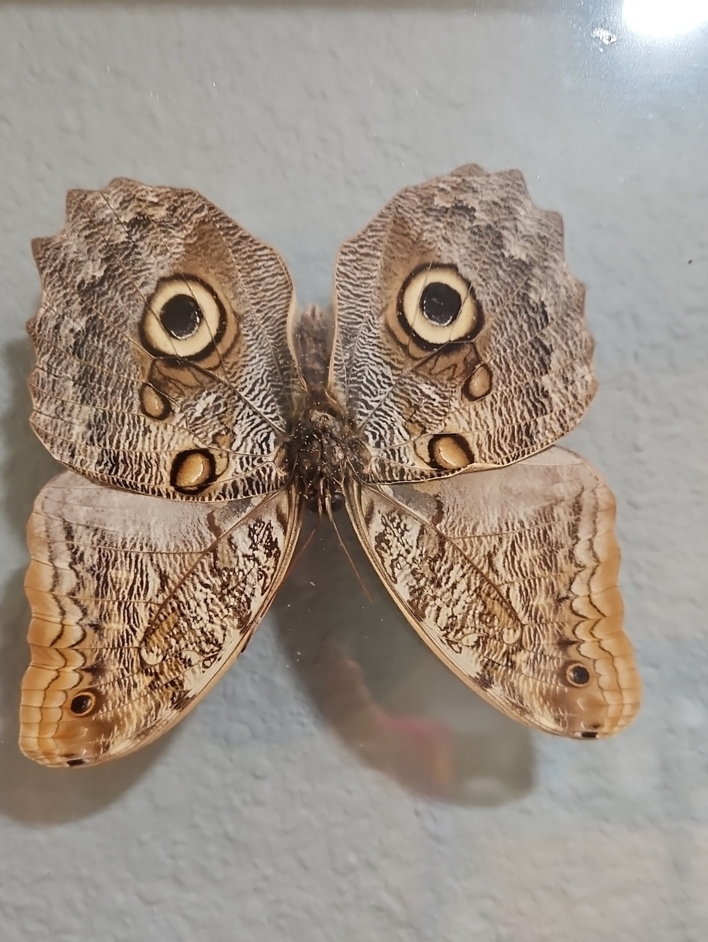 Framed Owl Butterfly, Caligo Eurilochus